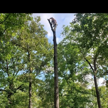 Morgan Tree Services tree service work photo