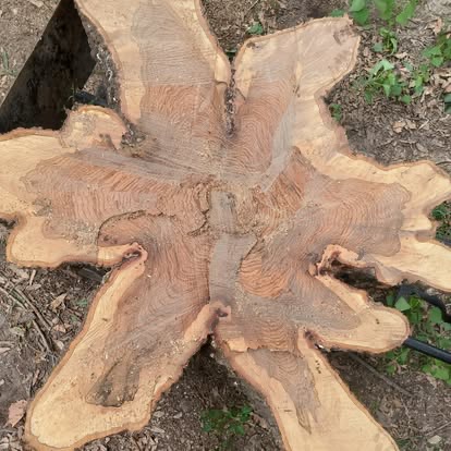 Morgan Tree Services tree service work photo